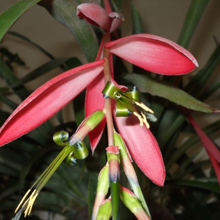 Billbergia